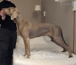 Ghostmoor's Silver Storm