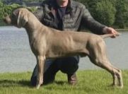 Hundwith Hurricane